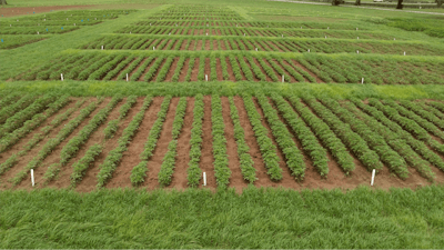 2019 Cultivar X Nrate Trial Fmt