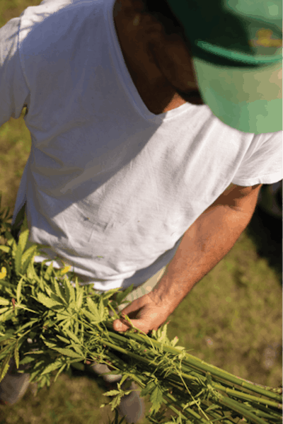 20200624 Hemp Grower 059 Fmt