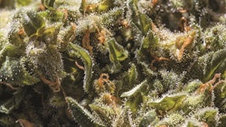 Adobe Stock 117616455