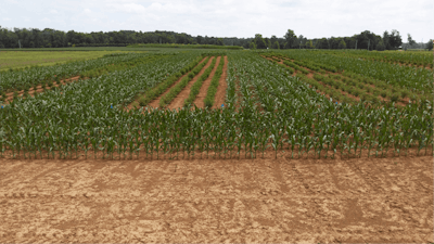 Cultivar X Disease Trial 2 Fmt