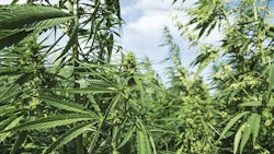 Hemp