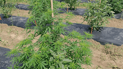 hemp southern illinois university
