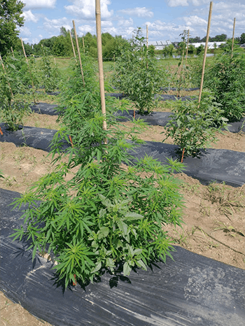 hemp southern illinois university