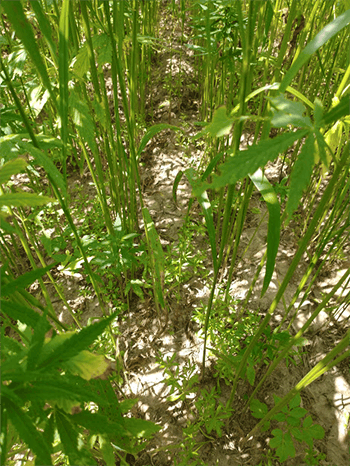 hemp weed suppression