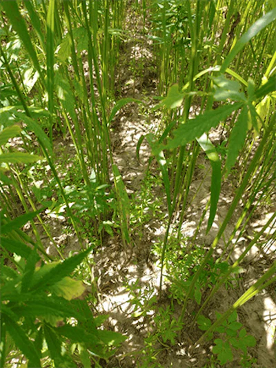 hemp weed suppression
