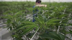 Hemp Article Resized