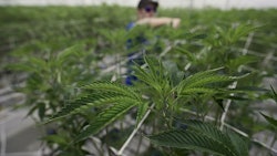 Hemp Article Resized
