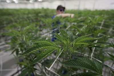 Hemp Article Resized