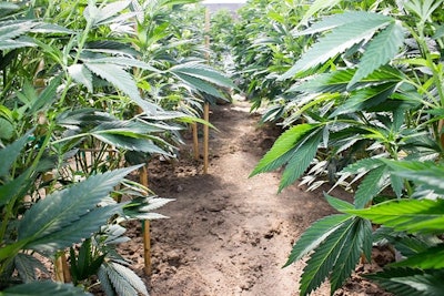 Hemp Field Adobe Stock Credit Dratheverliving Resized