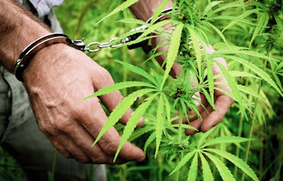 I Stock 466285400 Handcuffs Cannabis Hemp Fmt