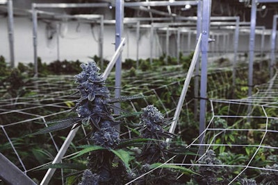 Jar Grow Resized