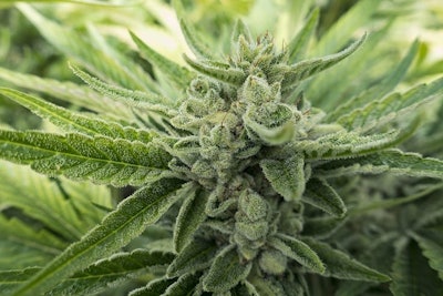 Marijuana Bud Close Up Adobe Stock Credit Cascade Creatives Resized