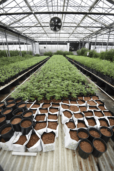 20190613 Glass House Farms 003 Fmt