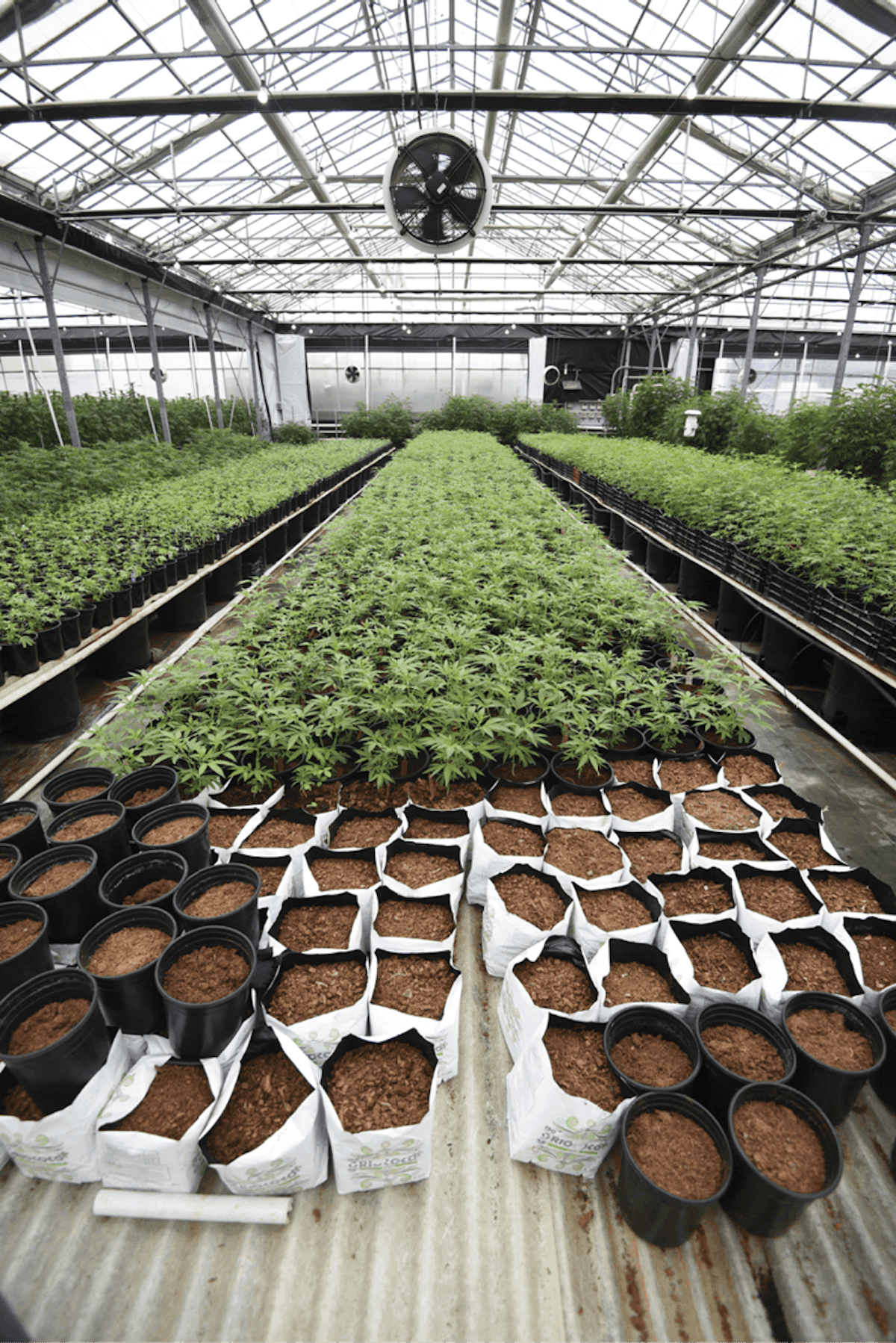 4 Tips for Greenhouse Air Purification | Cannabis Business Times, image size:766x1148