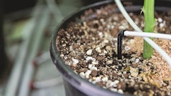 Aphria065