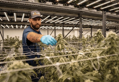 Brendan Delaney Grow Room 2 Fmt