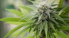 Cannabis Flower Melica