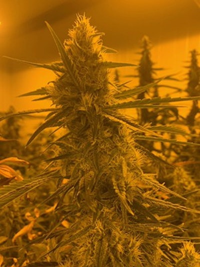 Dharma Plant Resized