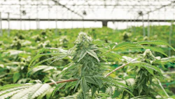 Glass House Farms