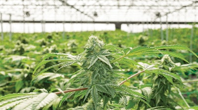 Glass House Farms