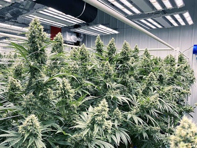 cannabis plants