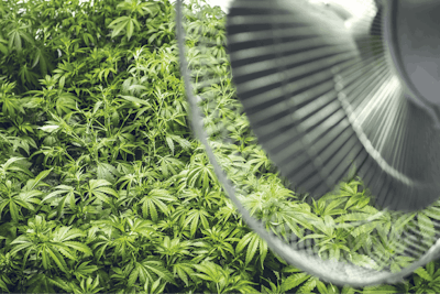 Greenhousefeture