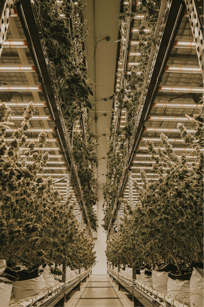 Grow Room 3 Fmt