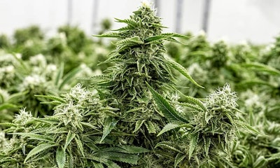 Homepage Header2 Resized