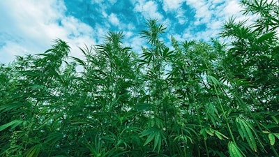Industrialhempfield Bitsand Splits