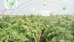 Marijuana Grow Adobe Stock Credit Cascade Creatives Resized