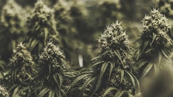 Marijuana Plant Indoors Adobe Stock Credit Kyle Resized