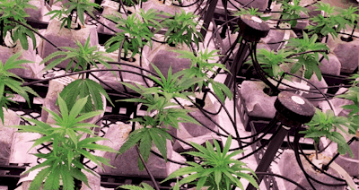 Pharma Cann Fmt