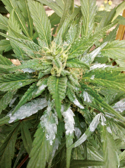 11 Tips for Powdery Mildew Prevention & Control | Cannabis Business Times