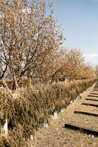 R Stumpf Hemp Grower Magazine 0660 Fmt