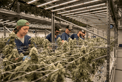 Solar Cultivation Team Fmt