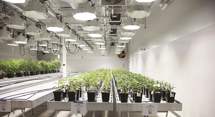 Wellness Connection Grow Rooms (1)