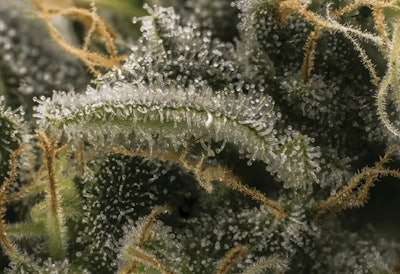 Adobe Stock Erika Mondlova Fmt