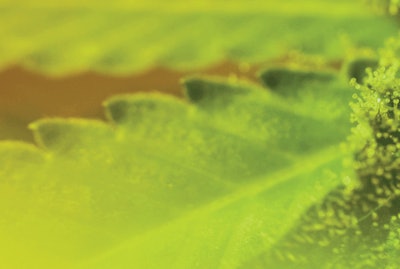 Adobes Stock Evgeniy Fmt