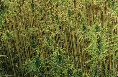 Adobe Stock 221942870 Hemp Field Cannabis Fmt