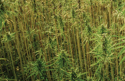 Adobe Stock 221942870 Hemp Field Cannabis Fmt