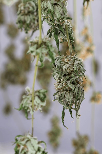 Adobe Stock 257978462 Fmt