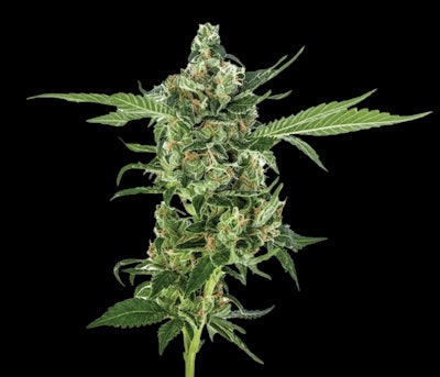 Breeders Fmt