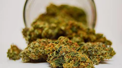 Cannabis Buds