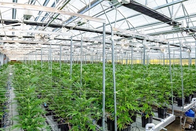 Cannabis1