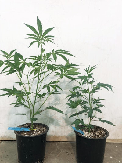 Full Plant Fmt
