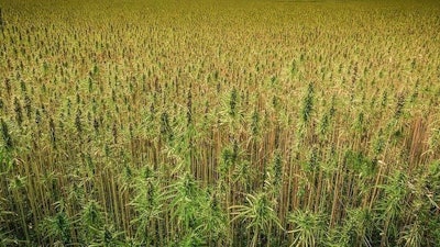 Hemp Crops