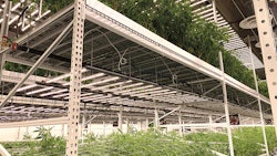 Using LEDs, LivWell has expanded vertically, growing in two-tier systems in flower and three-tier systems in veg.