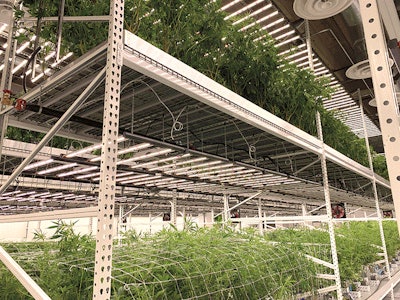 Using LEDs, LivWell has expanded vertically, growing in two-tier systems in flower and three-tier systems in veg.