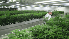 W2 Marijuana A 20140225 Resized