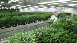 W2 Marijuana A 20140225 Resized